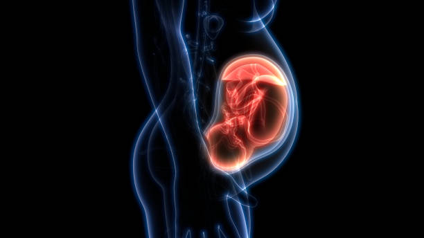Graphic of a profile of a pregnant woman with image of a baby in the stomach